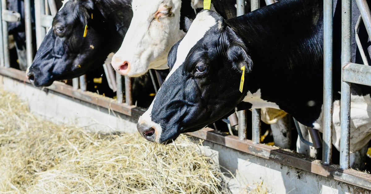 Vermont drought is hitting dairy farmers hard as they turn to costly measures to care for cattle